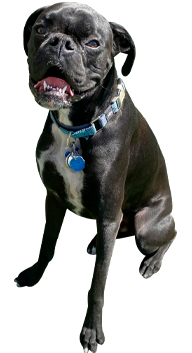 Come See Moose at Pinky’s Tire Service